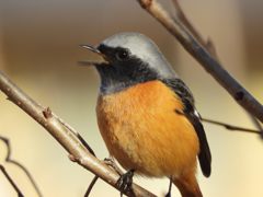 コンニチハ！　　DSCN2001