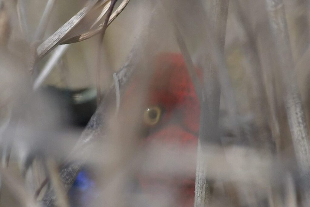 警戒　    DSC_8026