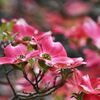 ハナミズキ　　DSC_7924
