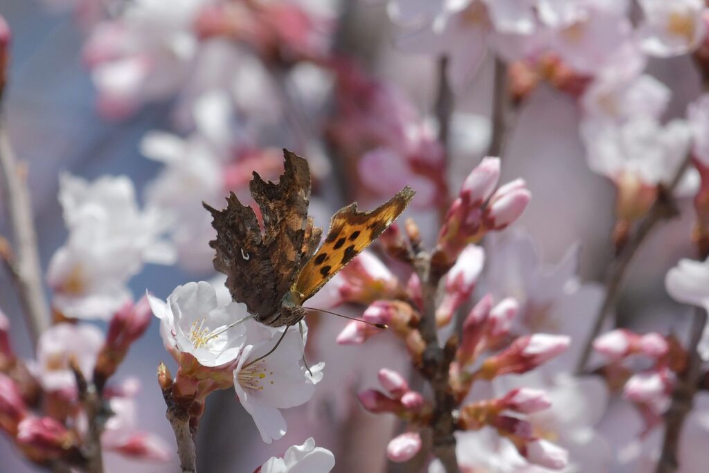 桜花にキタテハ　　DSC_1587