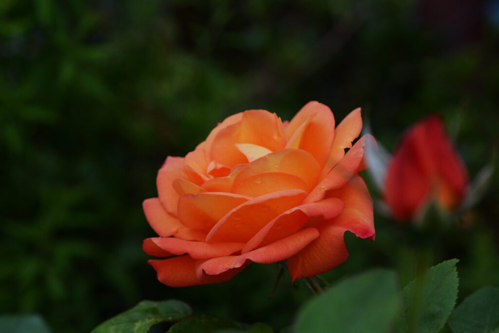 開花！　　DSC_8720
