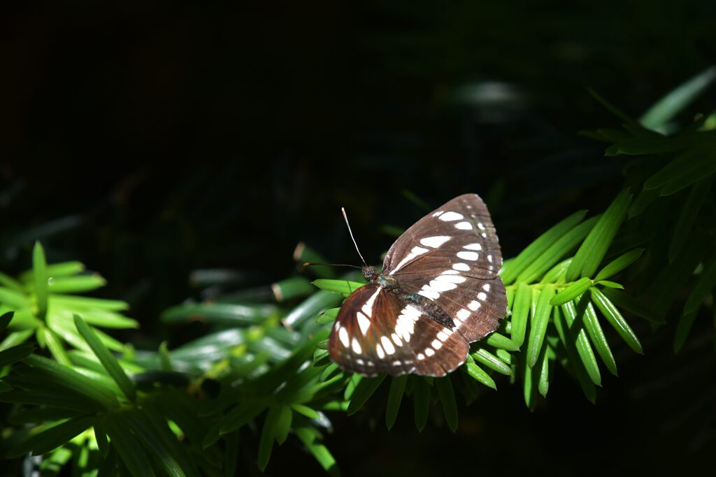 木漏れ日　　DSC_3974