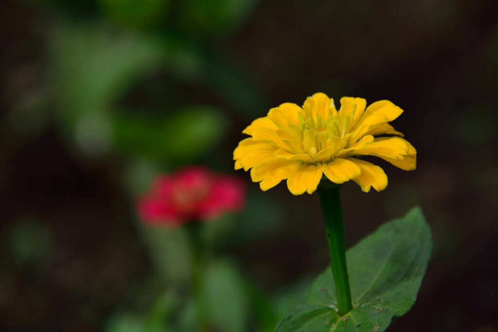 百日草開花　　DSC_5739