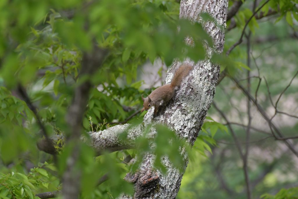 ゆっくりと・・・　DSC_2499