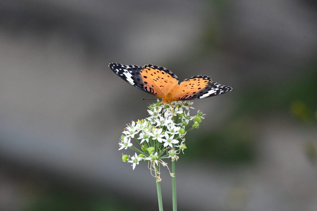 野の花にツマグロヒョウモン　２　DSC_2650