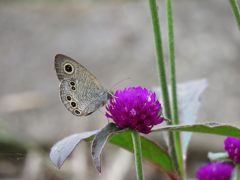 センニチコウにヒメウラナミジャノメ　　IMG_1451