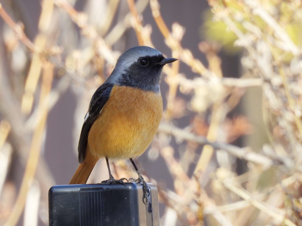 ちょっとすまして　　DSCN2608