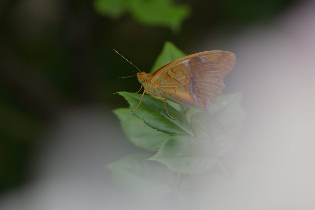 白いバラの向こうに　DSC_0299