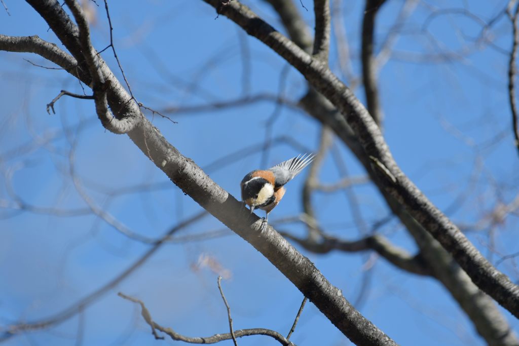何かな・・・　DSC_5560