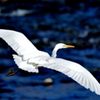 蒼に舞う　　DSC_6798