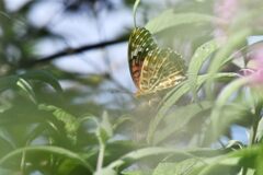 見～つけた！　　　DSC_3072