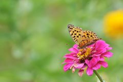 秋を抱きしめて　２　DSC_8940
