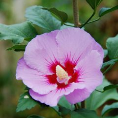 残花　　 DSC_3549
