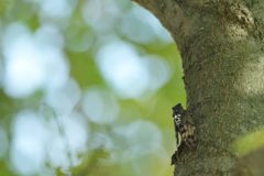 鳴き通す　DSC_5562