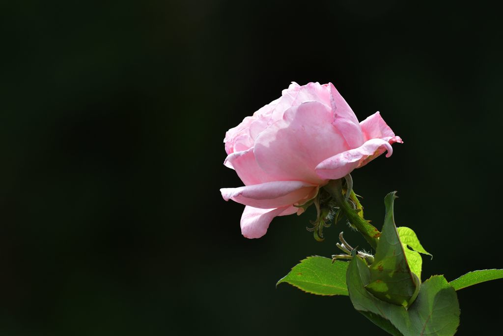 秋バラ咲く　DSC_9880