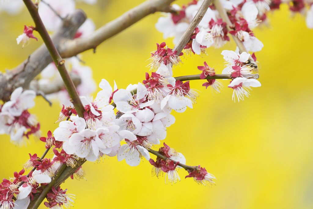 春の色　梅（レンギョウ背景に）　　DSC_8431