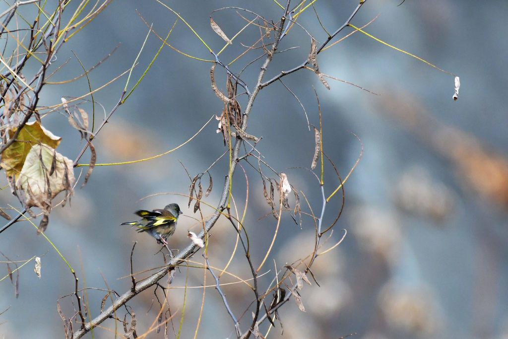 カワラヒワ　DSC_2730