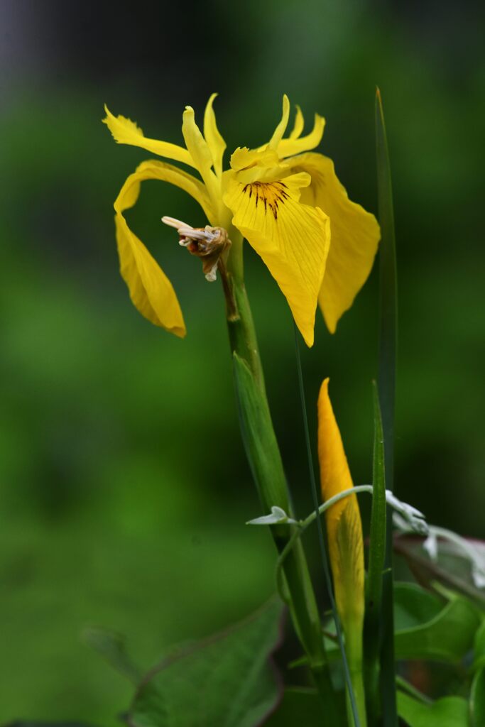 雑草にまじって　　DSC_2139