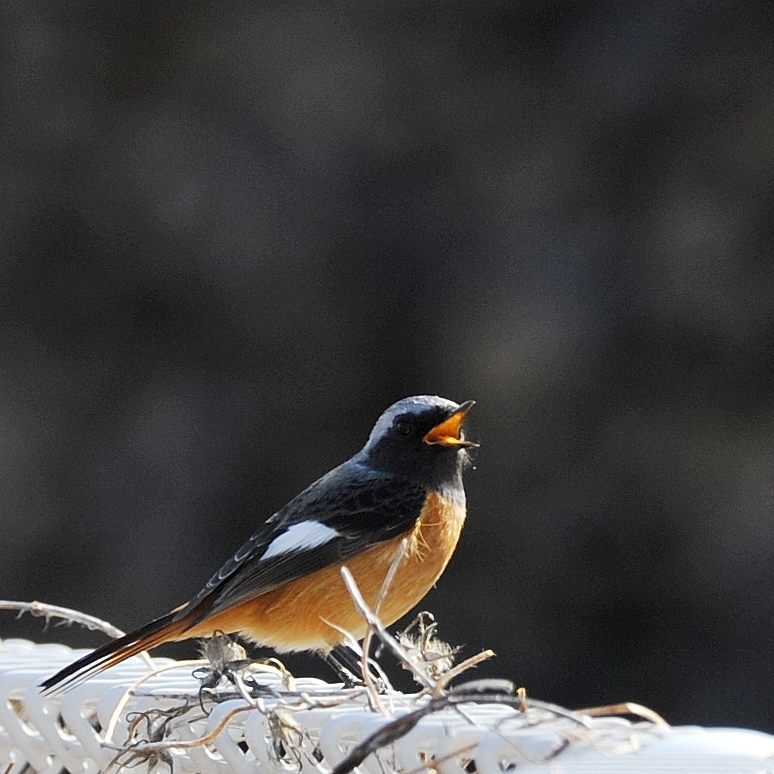 アハハ！　　DSC_9091