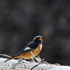 アハハ！　　DSC_9091