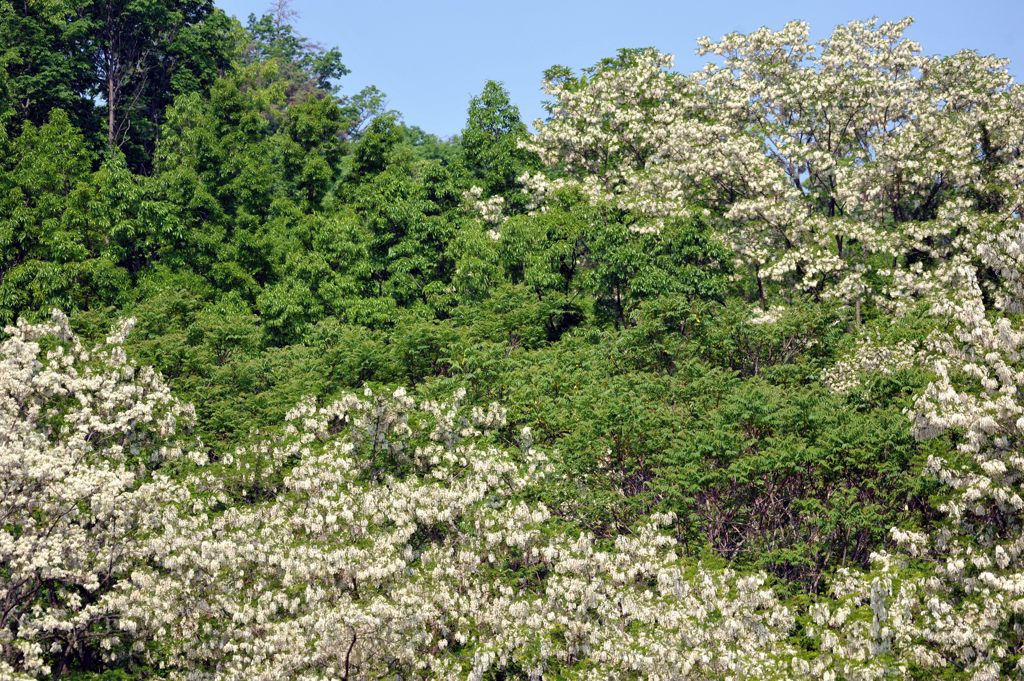 アカシアの花　DSC_3704
