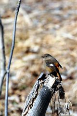 お久しぶり・・・　 DSC_6482