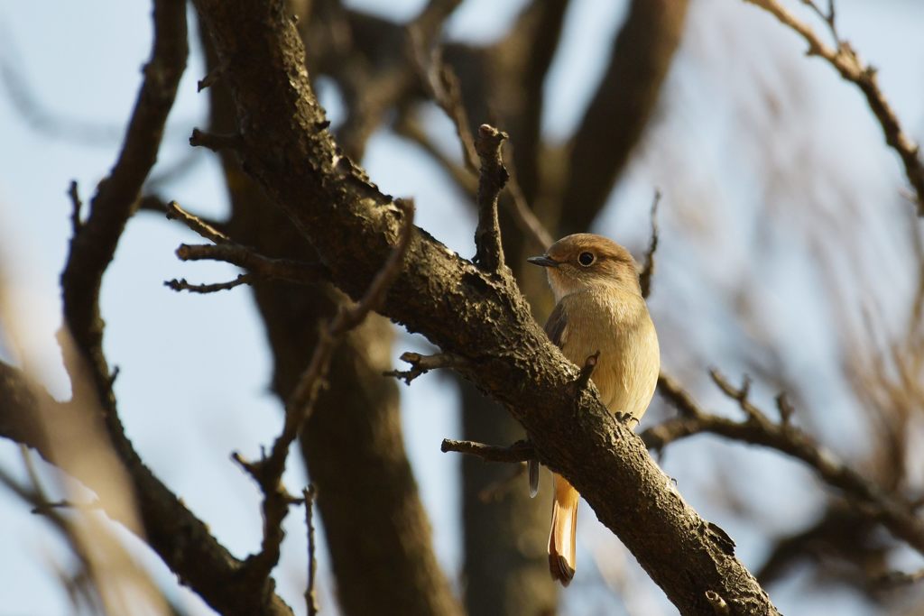 また会えたね　DSC_2712