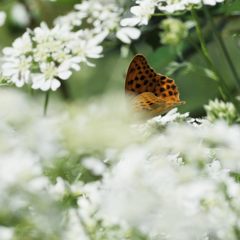 白い花に囲まれて　　DSC_3785