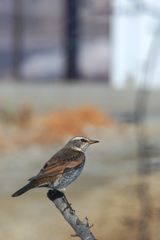 ハイ、ポーズ　　 DSC_2584