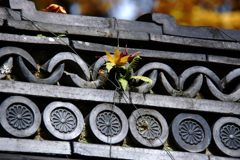 瓦の間からこんにちは　　DSC_5919