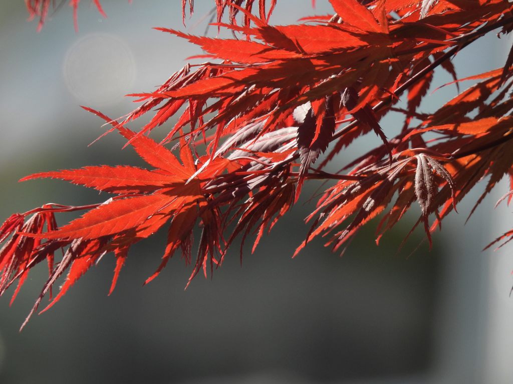 春紅葉　DSCN5038