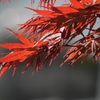 春紅葉　DSCN5038