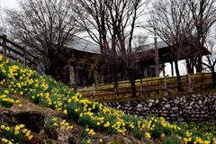 ホールこだま入り口下にて　　DSC_0758