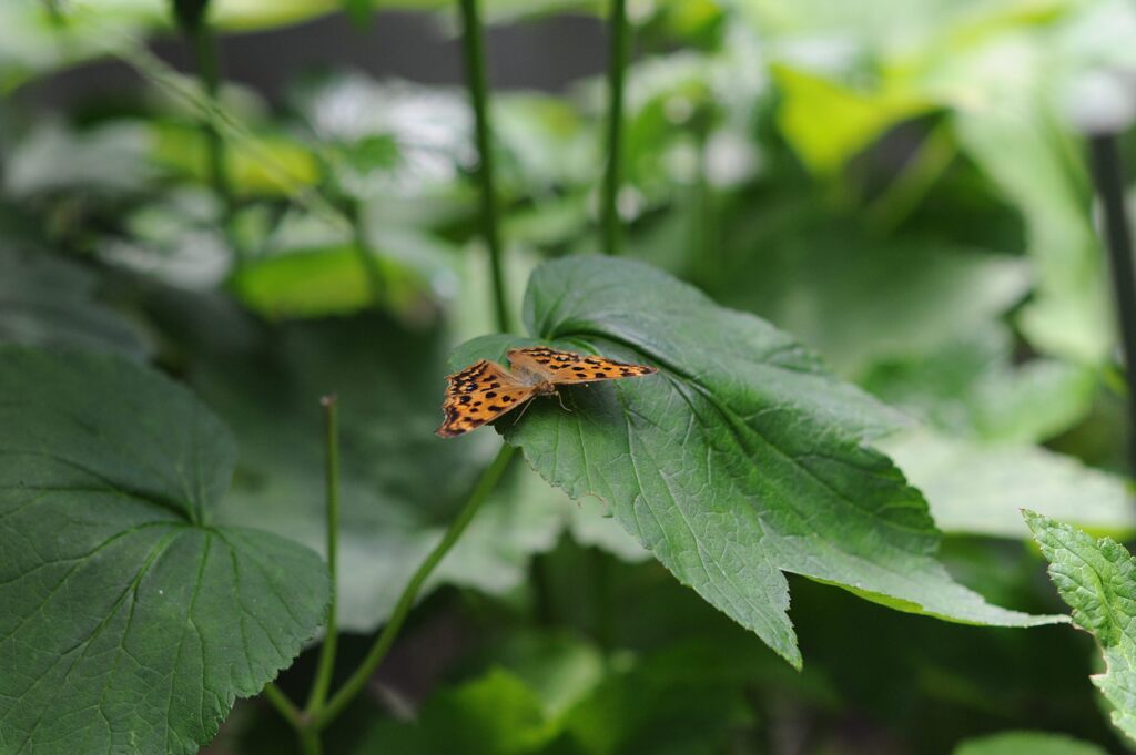 木陰で翅休め　　DSC_4253