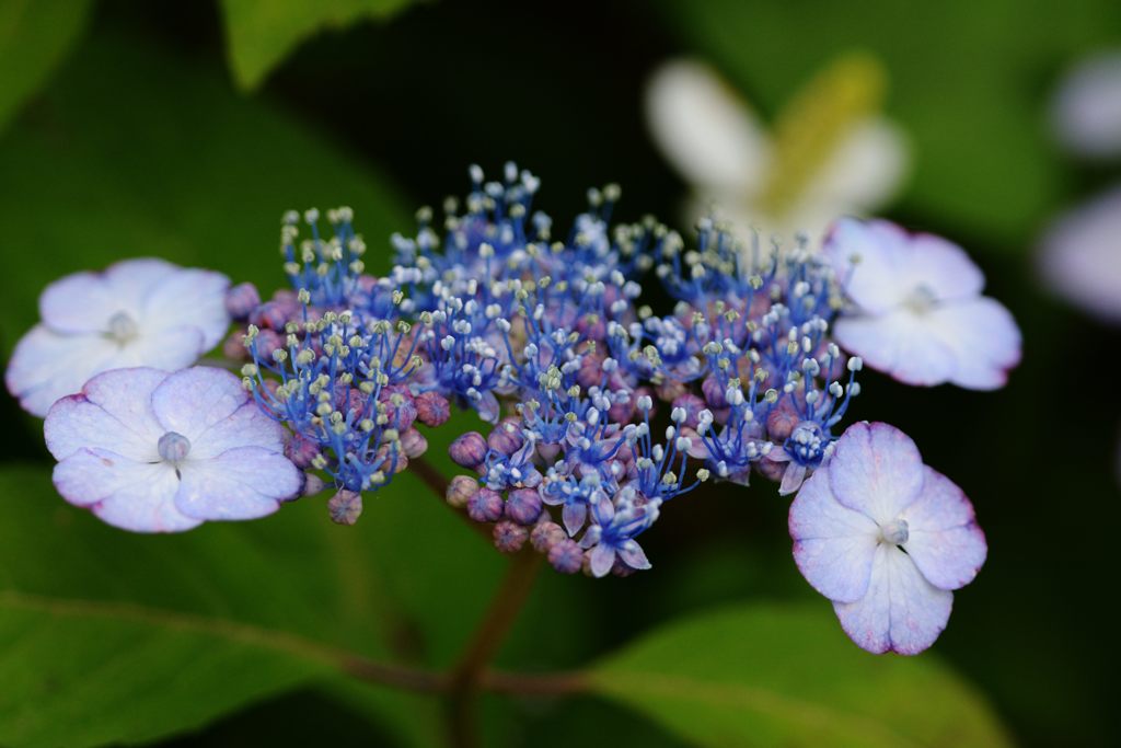 アジサイの咲く頃　DSC_5562