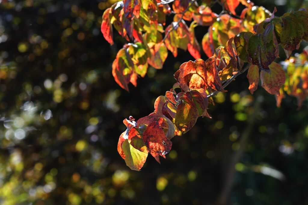 移ろう季節　２　DSC_3854