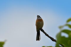 鳴く　　DSC_8248