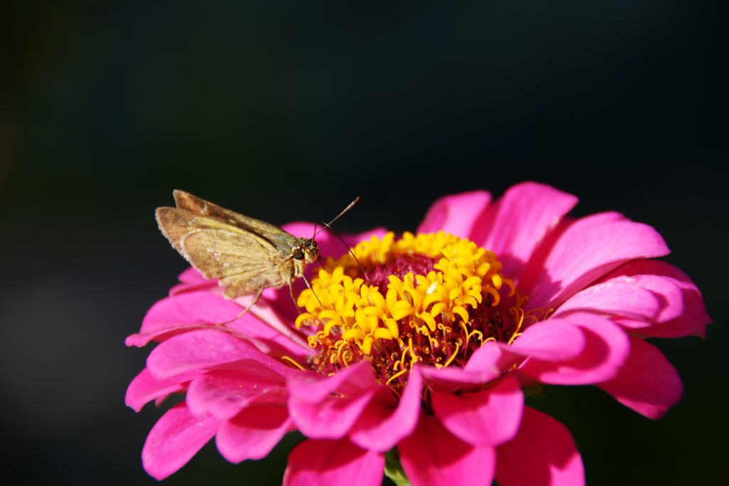 華やかセセリン　DSC_3101