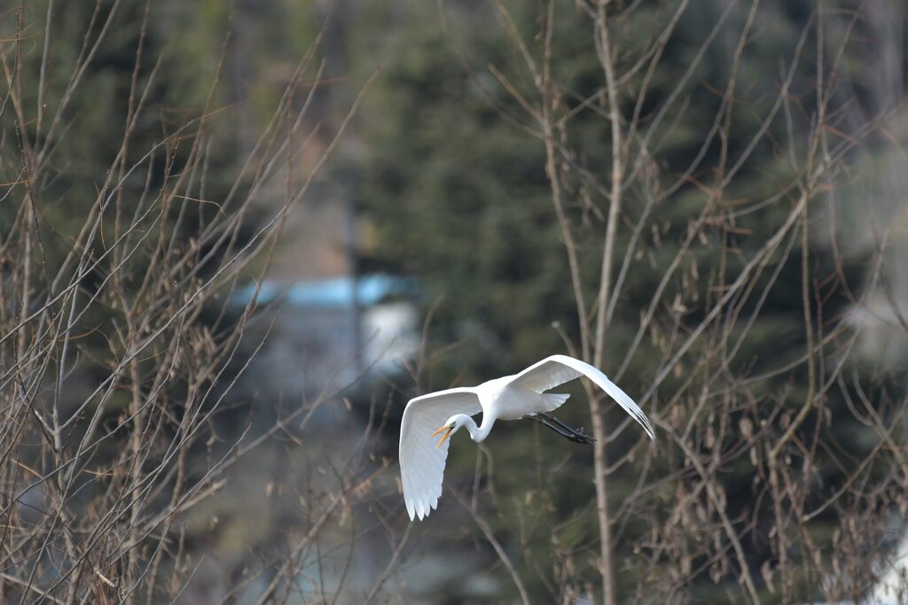 ダイサギ舞う　２　DSC_6301