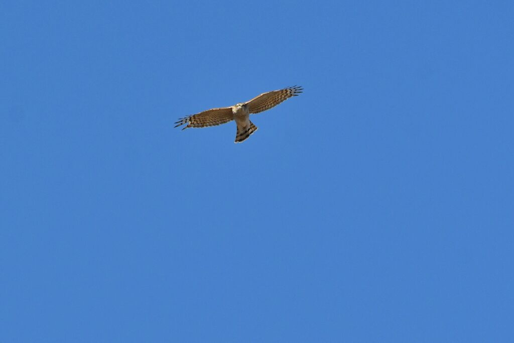 猛禽　　　DSC_5745