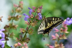 セージにキアゲハ　　DSC_7269