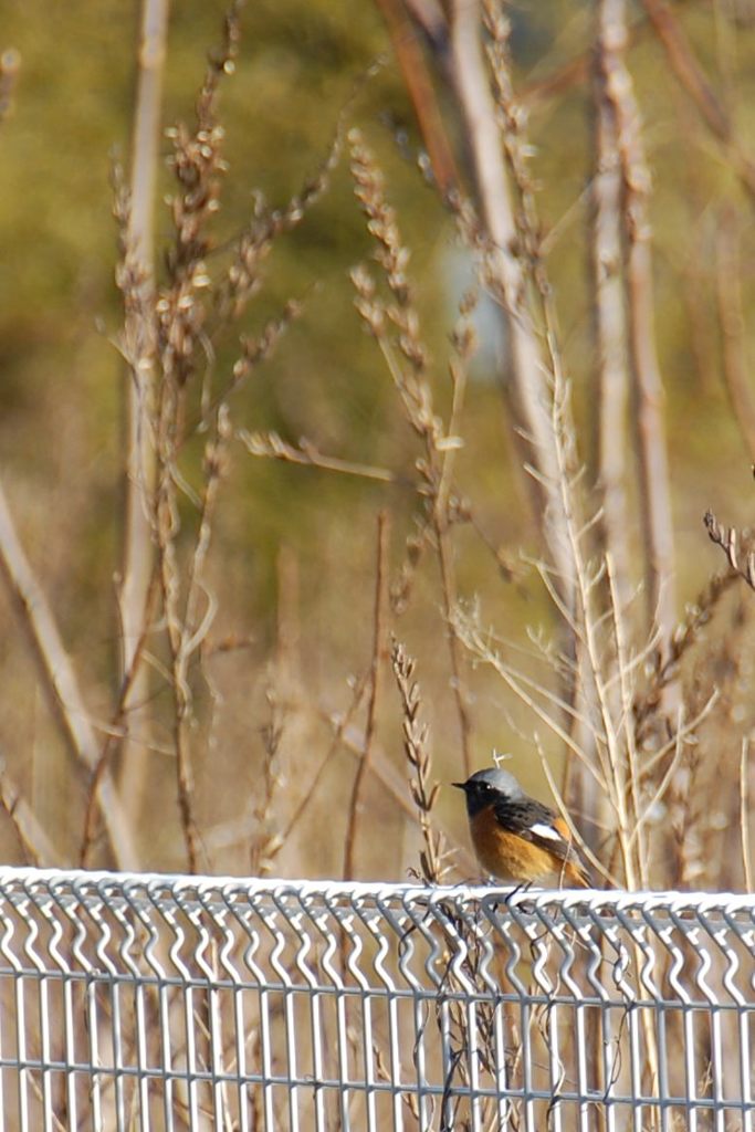 出がけのジョビくん　 DSC_2533
