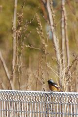 出がけのジョビくん　 DSC_2533