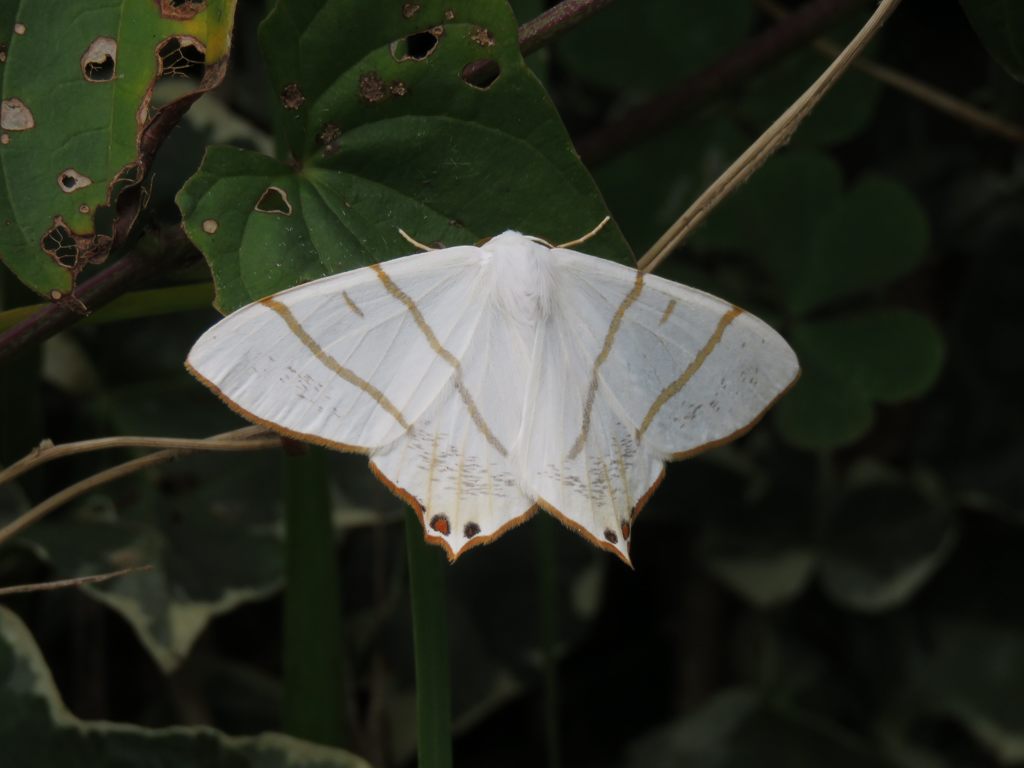 シロツバメエダシャク？　IMG_2900