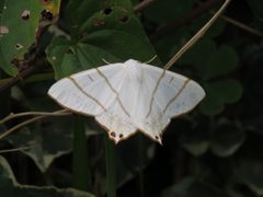 シロツバメエダシャク？　IMG_2900