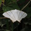 シロツバメエダシャク？　IMG_2900