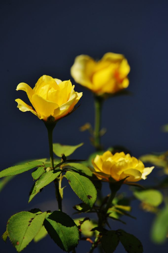 夏の黄バラ　DSC_5580