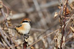 風に吹かれて　DSC_4294
