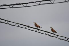 ツグミの飛来　DSC_4641