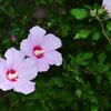 ムクゲ　DSC_1745